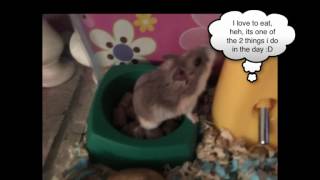 New Hamster Introduction - Munchkin Mini