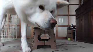 【秋田犬ゆうき】元気にお散歩をしておやつを食べフードを完食しただけで飼い主に褒められる【akita dog】