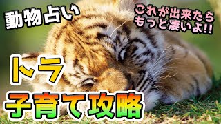 【個性心理学】虎（トラ） 子育て攻略法　vol.295