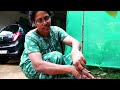 യുവാവിന് ലക്ഷങ്ങള്‍ നല്‍കിയ ജാതി nutmeg farming nutmegs krishi