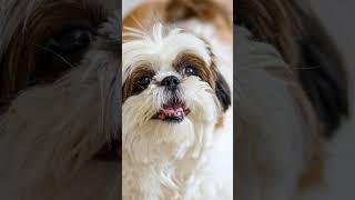 Amazing Shih Tzu Dogs Facts You Didn't Know! #dogs #pets