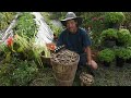 When to harvest kidney beans (dry beans) how to dry and store them. Harvesting organic kidney beans.