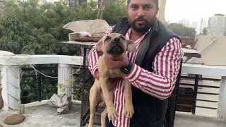 American pitbull terrier dog in india 🇮🇳 power full dog breed apbt 😈 #apbt dog kennel in india .