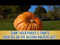 Giant Vegetables and Fruits: Records of The Heaviest, Largest, Longest| 2DATA Channel