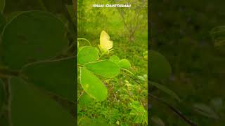 #grass #Yellow 🦋/ #Egg #Lying Butterfly😍👌/#Butterfly #short #wtsp 😍 Status #new #video ❤️‍🔥❤️‍🔥❤️‍🔥