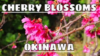 Cherry Blossoms Okinawa Japan