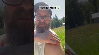 Medical Herb 🌿 to reduce insect bites #shorts #herbs #medicalherbs #naturemedicine #homesteading