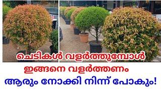 Beautiful plants | ചെടികൾ വളർത്തുമ്പോൾ ഇങ്ങനെ വളർത്തണം