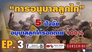 การอนุบาลลูกไก่ให้รอด 100% by Chicken Reviews Channel