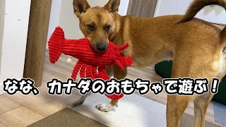 【元保護犬らんまるとなな】なな、カナダのおもちゃで遊ぶ！