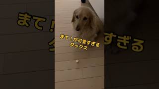 まて！可愛いすぎるダックス　#ショート#shorts #ミニチュアダックス#ダックスフンド#犬#イヌ#犬の動画 #イヌ好き #ダックス可愛い#可愛いダックス#ゴールデンレトリバー #だっくす