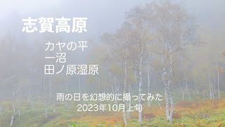 【志賀高原】カヤの平、一沼、田ノ原湿原界隈　雨の日撮影