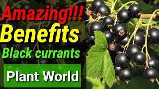 🔴 Black currants • The Amazing Benefits of Black Currants fruit || Plant World