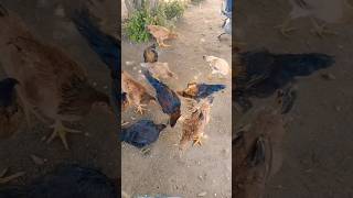 உனக்கு அறிவு தான் டி🤣 #funny_chicken#comedy#ridhamika#shorts