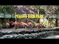 Most Largest Birdpark in Malaysia | Penang Bird Park 2022