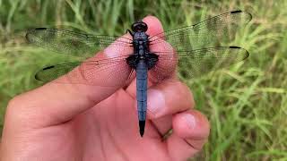 オオシオカラトンボ♂♀ (2023年08月16日) | Catching Two Shiokara Dragonfly; Blue Skimmers (M\u0026F) (August 16, 2023)