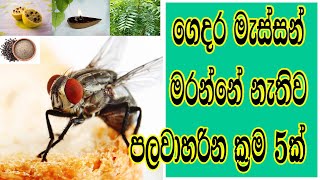 How to expulsion housefly with 5 natural methods | ගෙදර මැස්සන් මරන්නේ නැතිව පලවාහරින ක්‍රම 5ක්