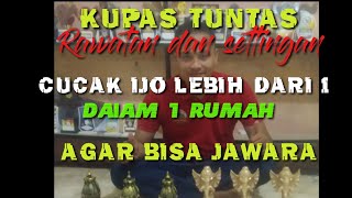 Rawatan dan Settingan Cucak Ijo 8 ekor jawara semua Dalam Satu rumah