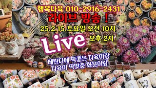 #다육이쇼핑 #다육이화분 쇼핑  🌸(25.2.15) 행복다육 010-2916-2431 베란다 맞춤다육이랑 화분이랑 득템 🤗