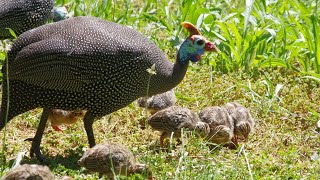 Guinea Fowl | China Murgi | Titri bird Farming