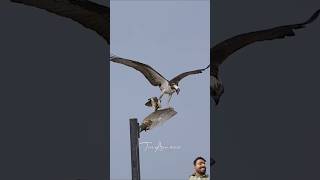 Osprey Dad brings early dinner for his two fledgelings