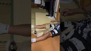 臭い靴下を懲りずに何回も持っていくくぅちゃん爆笑　#犬 #面白い