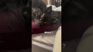 場所取りが大胆な犬#ポメチワ #ポメラニアン #チワワ #ミックス犬