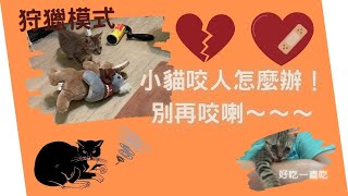 小貓精力旺盛！一直亂咬人！該怎麼辦~~【貓咪關東煮】