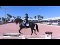 dressage disaster ashley holzer sets valentine up for dressage failure blog in description