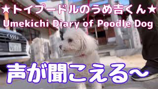 声が聞こえる〜 ★トイプードルのうめ吉くん(1558日目)★Umekichi Diary of Poodle Dog