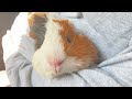 抱っこしてなでるとひたすらプイプイ鳴くモルモットがかわいい❤️【asmr】cute guinea pig barking