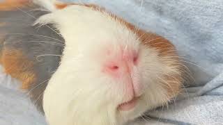 抱っこしてなでるとひたすらプイプイ鳴くモルモットがかわいい❤️【ASMR】Cute guinea pig barking