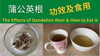 蒲公英根的功效及食用方法，踏青時節記得採摘The medical effects of Dandelion root and eating method (2022 part 4)