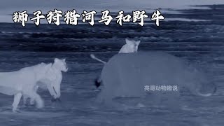 夜幕下，狮子围攻河马幼崽之后，又与突然闯入的野牛开战