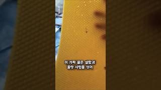 당신의 벌집 꿀, 진짜일까요? 🍯