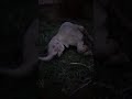 pink baby elephant khanyisa enjoys a nighttime nap in her garden 🌿🐘