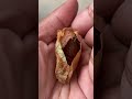 giant moth trusts her rescuer to raise her babies the dodo