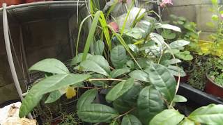 Our Tea Plant (Camelia sinensis) is Flowering and We Have Seeds