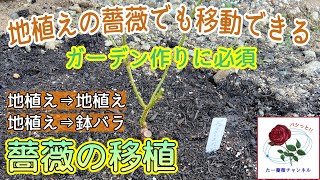 地植えの薔薇を移動させます【移植】冬の休眠期にしか行うことができません‼️