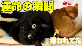 家にきてずっと避けられてた子猫がついに先輩の黒猫に受け入れられました…！