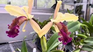 Cattleya Dowiana care tips!