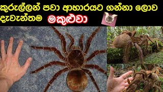 ලොව විශාල ම මකුළුවා