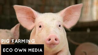 പന്നി വളർത്തൽ |Pork farming |Pig farming