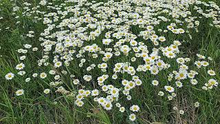 Road side beautiful flowers | Ajax Audely | Evening walk