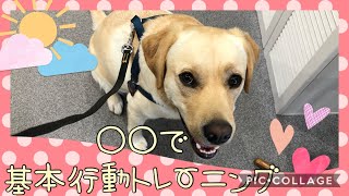 【犬の幼稚園】万代店✨ラブちゃんがトレーニングする場所は…✨