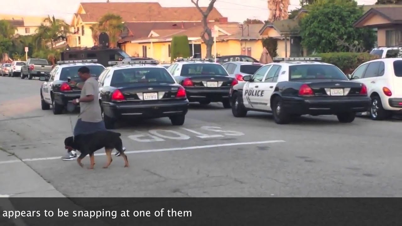 WWYD #1 - Hawthorne PD, CA - Officers Shoot Dog Of Man They Arrested ...