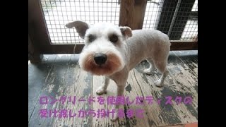 ミニチュアシュナウザーでディスク（フリスビー）をやってみた☆ロングリード使用編☆