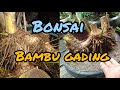 Bonsai bambu kuning/gading hasil dongkelan