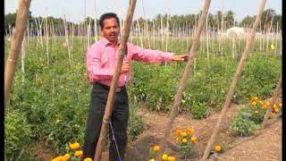 Training in Tomato crop MPKV,Rahuri