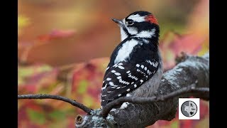 Identify 6 woodpeckers of Quebec